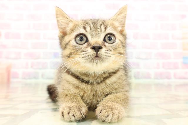 長野県のマンチカン (Coo&RIKU綿半諏訪店/2025年9月7日生まれ/男の子/ブラウンマッカレルタビー)の子猫の1枚目の画像