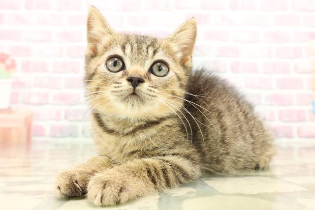 長野県のマンチカン (Coo&RIKU綿半諏訪店/2025年9月7日生まれ/男の子/ブラウンマッカレルタビー)の子猫の2枚目の画像