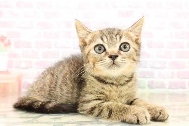 長野県のマンチカン (Coo&RIKU綿半諏訪店/2025年9月7日生まれ/男の子/ブラウンマッカレルタビー)の子猫の3枚目の画像