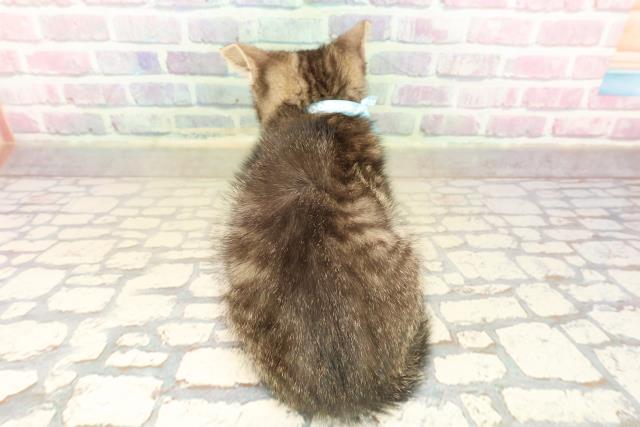 長野県のマンチカン (Coo&RIKU綿半諏訪店/2025年9月7日生まれ/男の子/ブラウンマッカレルタビー)の子猫の4枚目の画像