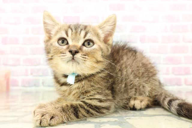 長野県のマンチカン (Coo&RIKU綿半中野店/2025年9月7日生まれ/男の子/ブラウンマッカレルタビー)の子猫の2枚目の画像