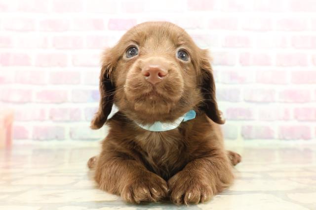 東京都のカニンヘンダックスフンド(ロング) (Coo&RIKU赤坂店/2025年9月18日生まれ/男の子/チョコレートソリット)の子犬の1枚目の画像