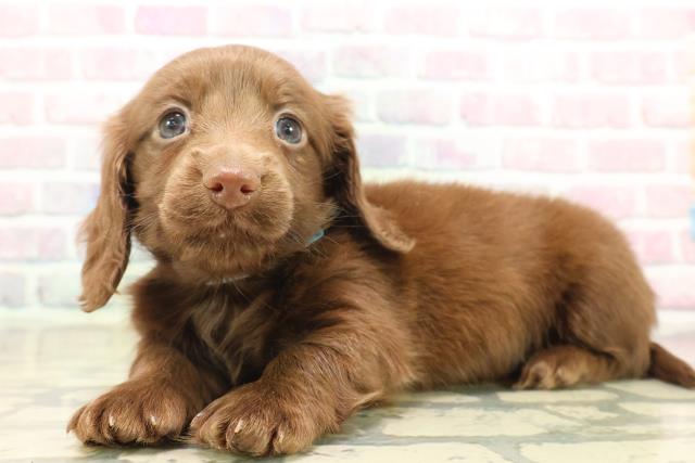 東京都のカニンヘンダックスフンド(ロング) (Coo&RIKU赤坂店/2025年9月18日生まれ/男の子/チョコレートソリット)の子犬の2枚目の画像