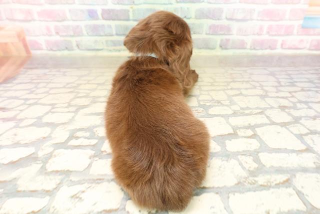 東京都のカニンヘンダックスフンド(ロング) (Coo&RIKU赤坂店/2025年9月18日生まれ/男の子/チョコレートソリット)の子犬の4枚目の画像