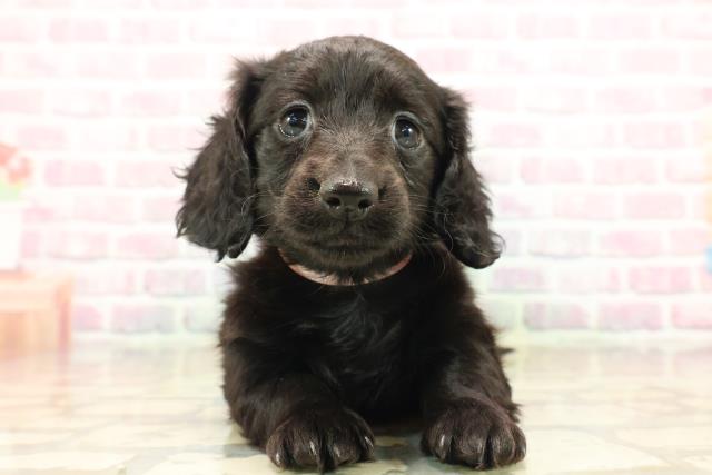 東京都のカニンヘンダックスフンド(ロング) (Coo&RIKU武蔵小山店/2025年9月18日生まれ/女の子/ブラックソリッド)の子犬の1枚目の画像