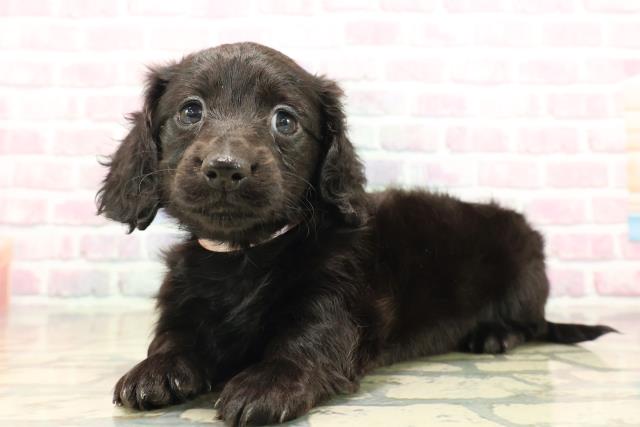 東京都のカニンヘンダックスフンド(ロング) (Coo&RIKU武蔵小山店/2025年9月18日生まれ/女の子/ブラックソリッド)の子犬の2枚目の画像