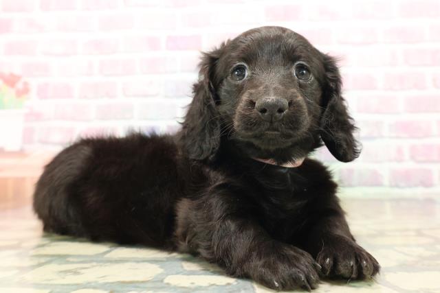 東京都のカニンヘンダックスフンド(ロング) (Coo&RIKU武蔵小山店/2025年9月18日生まれ/女の子/ブラックソリッド)の子犬の3枚目の画像