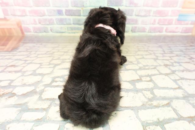 東京都のカニンヘンダックスフンド(ロング) (Coo&RIKU武蔵小山店/2025年9月18日生まれ/女の子/ブラックソリッド)の子犬の4枚目の画像