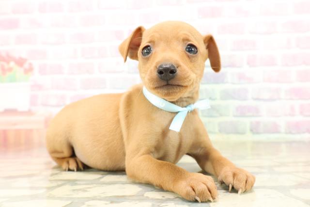 北海道のミニチュアピンシャー (Coo&RIKU札幌東店/2025年9月20日生まれ/男の子/レッド)の子犬の3枚目の画像