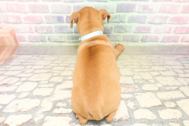 北海道のミニチュアピンシャー (Coo&RIKU札幌東店/2025年9月20日生まれ/男の子/レッド)の子犬の4枚目の画像