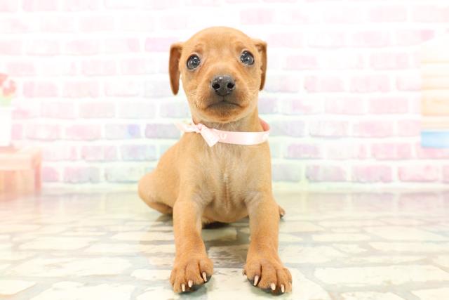 東京都のミニチュアピンシャー (Coo&RIKU池袋西口店/2025年9月20日生まれ/女の子/レッド)の子犬の1枚目の画像