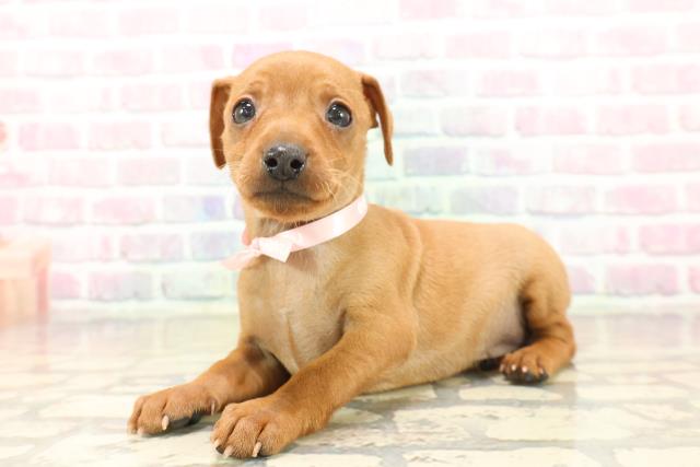 東京都のミニチュアピンシャー (Coo&RIKU池袋西口店/2025年9月20日生まれ/女の子/レッド)の子犬の2枚目の画像