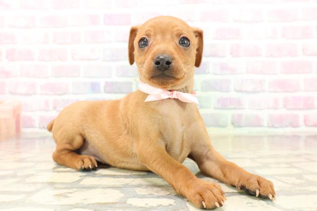 東京都のミニチュアピンシャー (Coo&RIKU池袋西口店/2025年9月20日生まれ/女の子/レッド)の子犬の3枚目の画像