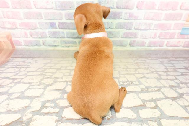 東京都のミニチュアピンシャー (Coo&RIKU池袋西口店/2025年9月20日生まれ/女の子/レッド)の子犬の4枚目の画像