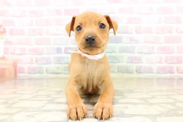 東京都のミニチュアピンシャー (Coo&RIKU中野サンモール店/2025年9月20日生まれ/女の子/レッド)の子犬の1枚目の画像