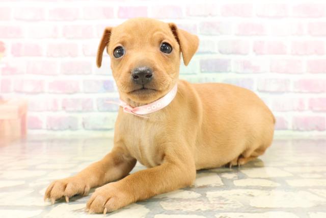 東京都のミニチュアピンシャー (Coo&RIKU中野サンモール店/2025年9月20日生まれ/女の子/レッド)の子犬の2枚目の画像