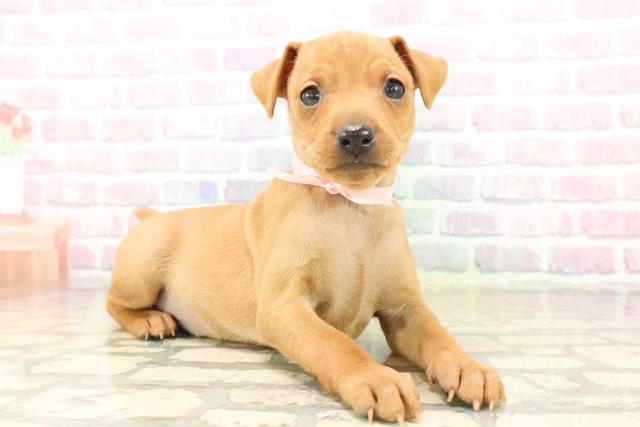 東京都のミニチュアピンシャー (Coo&RIKU中野サンモール店/2025年9月20日生まれ/女の子/レッド)の子犬の3枚目の画像