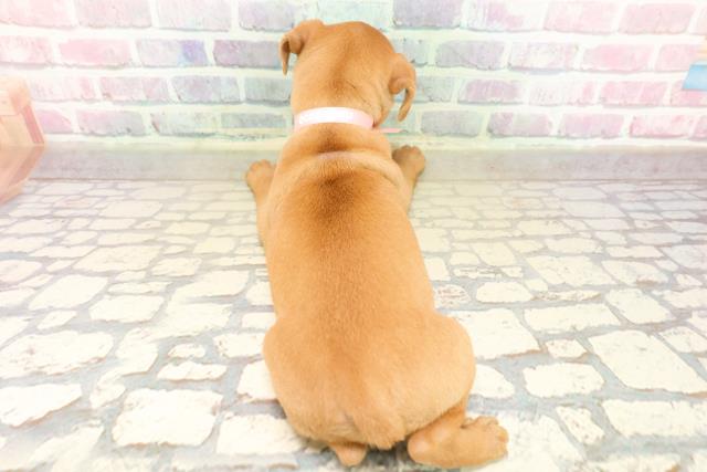 東京都のミニチュアピンシャー (Coo&RIKU中野サンモール店/2025年9月20日生まれ/女の子/レッド)の子犬の4枚目の画像