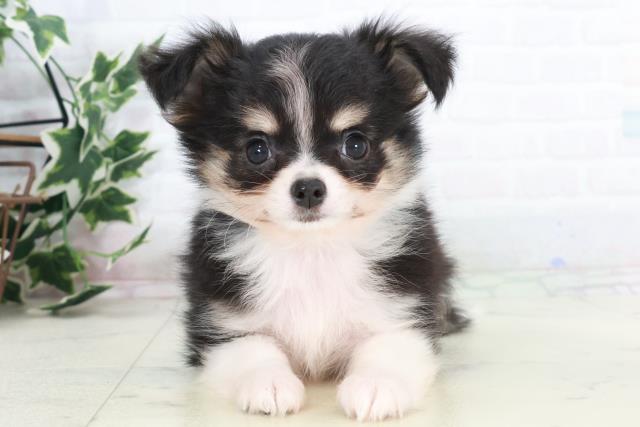 広島県のチワワ(ロング) (Coo&RIKU福山店/2025年9月18日生まれ/男の子/ブラックタンホワイト)の子犬の1枚目の画像