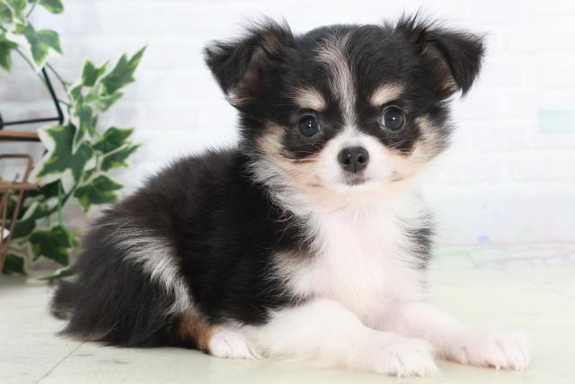 広島県のチワワ(ロング) (Coo&RIKU福山店/2025年9月18日生まれ/男の子/ブラックタンホワイト)の子犬の2枚目の画像