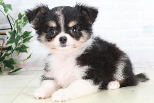 広島県のチワワ(ロング) (Coo&RIKU福山店/2025年9月18日生まれ/男の子/ブラックタンホワイト)の子犬の3枚目の画像