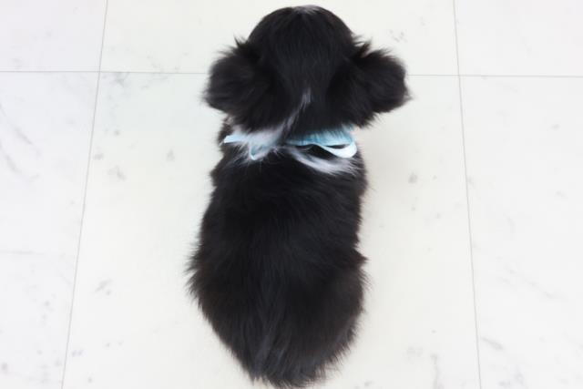 広島県のチワワ(ロング) (Coo&RIKU福山店/2025年9月18日生まれ/男の子/ブラックタンホワイト)の子犬の4枚目の画像