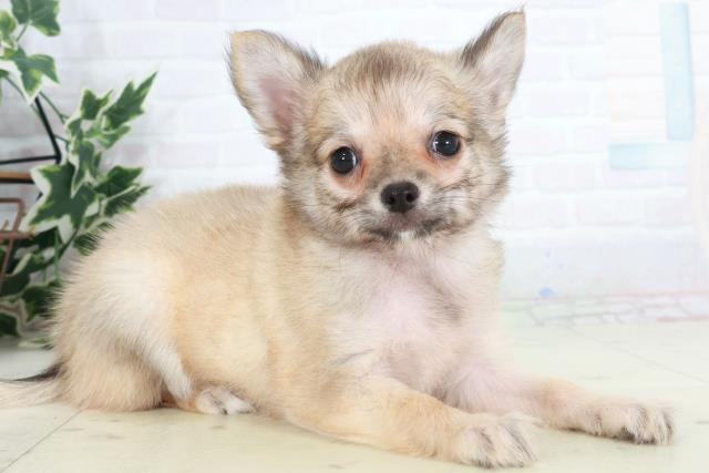 福岡県のチワワ(ロング) (Coo&RIKU福岡古賀店/2025年9月18日生まれ/女の子/フォーン)の子犬の2枚目の画像