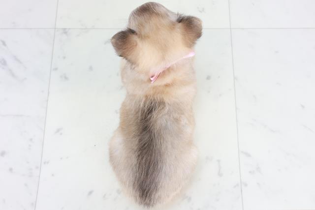 福岡県のチワワ(ロング) (Coo&RIKU福岡古賀店/2025年9月18日生まれ/女の子/フォーン)の子犬の4枚目の画像