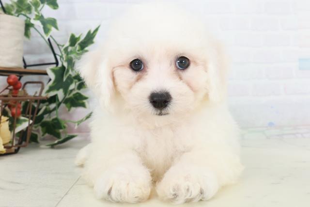 熊本県のビションフリーゼ (Coo&RIKU熊本店/2025年9月20日生まれ/男の子/ホワイト)の子犬の1枚目の画像