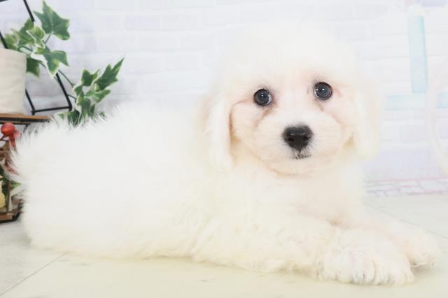 熊本県のビションフリーゼ (Coo&RIKU熊本店/2025年9月20日生まれ/男の子/ホワイト)の子犬の2枚目の画像