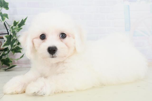 熊本県のビションフリーゼ (Coo&RIKU熊本店/2025年9月20日生まれ/男の子/ホワイト)の子犬の3枚目の画像