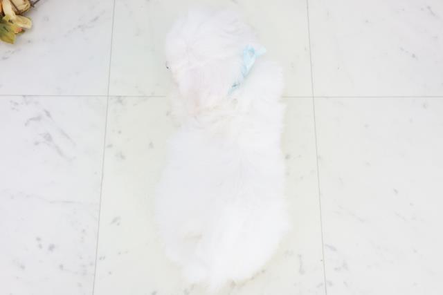 熊本県のビションフリーゼ (Coo&RIKU熊本店/2025年9月20日生まれ/男の子/ホワイト)の子犬の4枚目の画像