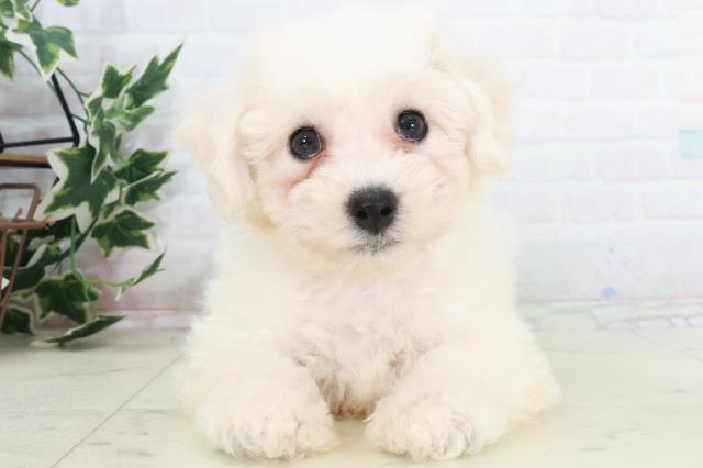 広島県のビションフリーゼ (Coo&RIKU広島北店/2025年9月20日生まれ/男の子/ホワイト)の子犬の1枚目の画像