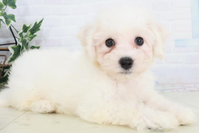 広島県のビションフリーゼ (Coo&RIKU広島北店/2025年9月20日生まれ/男の子/ホワイト)の子犬の2枚目の画像