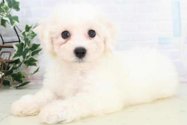 広島県のビションフリーゼ (Coo&RIKU広島北店/2025年9月20日生まれ/男の子/ホワイト)の子犬の3枚目の画像