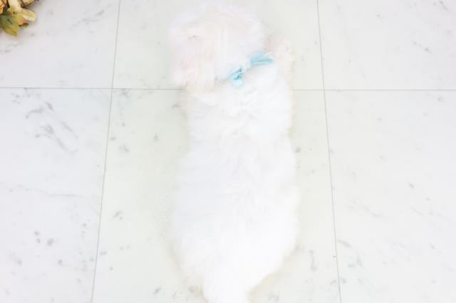 広島県のビションフリーゼ (Coo&RIKU広島北店/2025年9月20日生まれ/男の子/ホワイト)の子犬の4枚目の画像