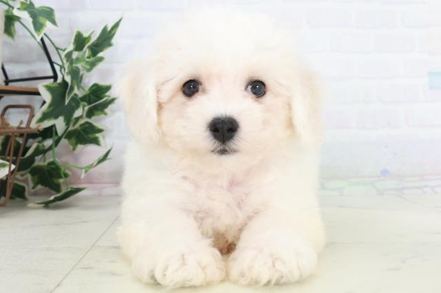 香川県のビションフリーゼ (Coo&RIKU高松上福岡店/2025年9月20日生まれ/男の子/ホワイト)の子犬の1枚目の画像