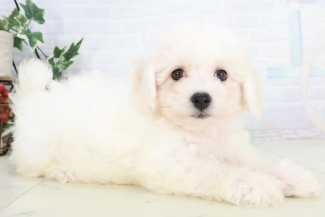 香川県のビションフリーゼ (Coo&RIKU高松上福岡店/2025年9月20日生まれ/男の子/ホワイト)の子犬の2枚目の画像