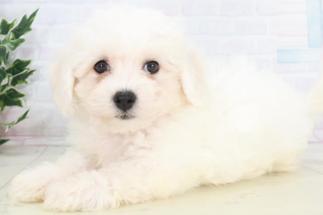 香川県のビションフリーゼ (Coo&RIKU高松上福岡店/2025年9月20日生まれ/男の子/ホワイト)の子犬の3枚目の画像