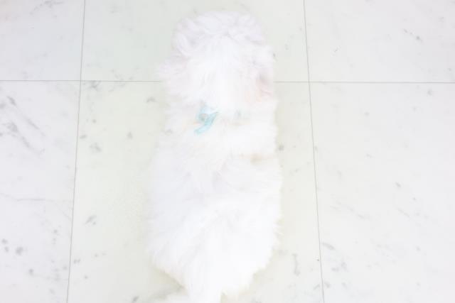 香川県のビションフリーゼ (Coo&RIKU高松上福岡店/2025年9月20日生まれ/男の子/ホワイト)の子犬の4枚目の画像