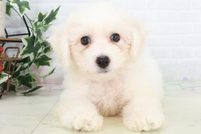 高知県のビションフリーゼ (Coo&RIKU高知御座店/2025年9月20日生まれ/女の子/ホワイト)の子犬の1枚目の画像
