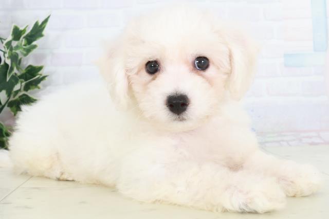 高知県のビションフリーゼ (Coo&RIKU高知御座店/2025年9月20日生まれ/女の子/ホワイト)の子犬の2枚目の画像
