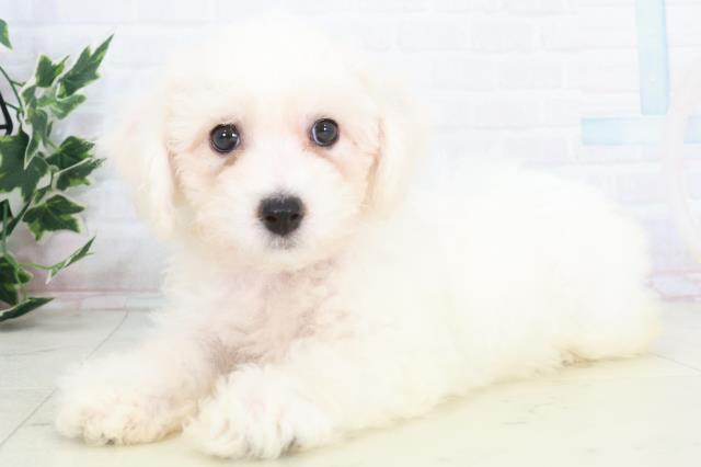 高知県のビションフリーゼ (Coo&RIKU高知御座店/2025年9月20日生まれ/女の子/ホワイト)の子犬の3枚目の画像
