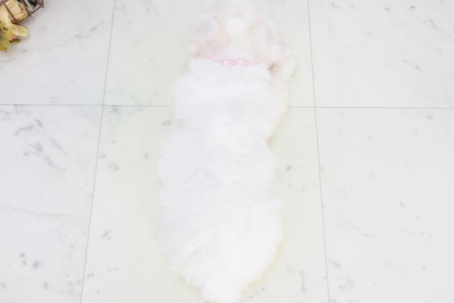 高知県のビションフリーゼ (Coo&RIKU高知御座店/2025年9月20日生まれ/女の子/ホワイト)の子犬の4枚目の画像