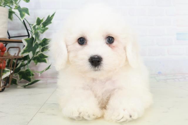 福岡県のビションフリーゼ (Coo&RIKU筑後店/2025年9月20日生まれ/女の子/ホワイト)の子犬の1枚目の画像