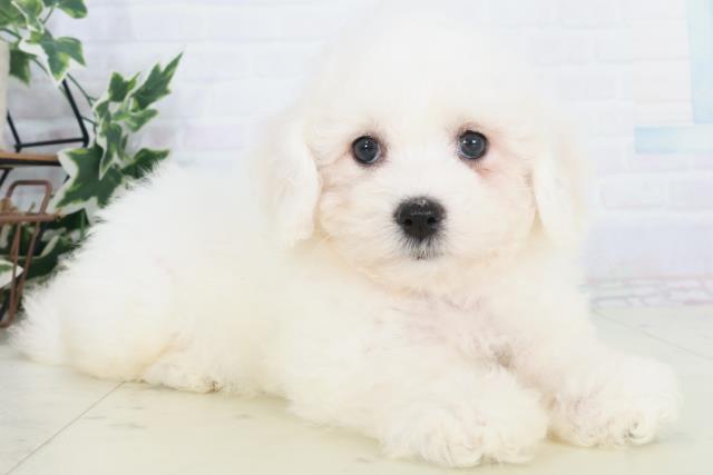 福岡県のビションフリーゼ (Coo&RIKU筑後店/2025年9月20日生まれ/女の子/ホワイト)の子犬の2枚目の画像