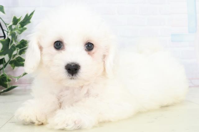 福岡県のビションフリーゼ (Coo&RIKU筑後店/2025年9月20日生まれ/女の子/ホワイト)の子犬の3枚目の画像