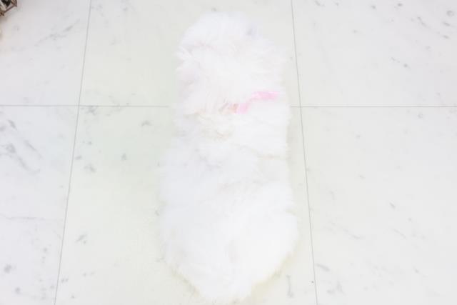 福岡県のビションフリーゼ (Coo&RIKU筑後店/2025年9月20日生まれ/女の子/ホワイト)の子犬の4枚目の画像