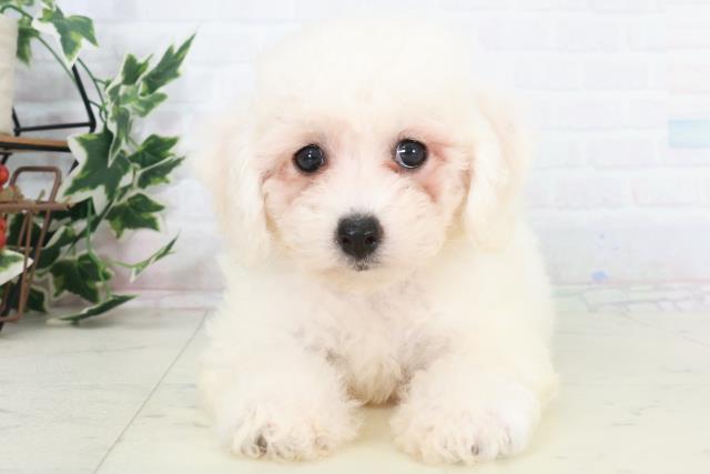 福岡県のビションフリーゼ (Coo&RIKU福岡西店/2025年9月20日生まれ/女の子/ホワイト)の子犬の1枚目の画像