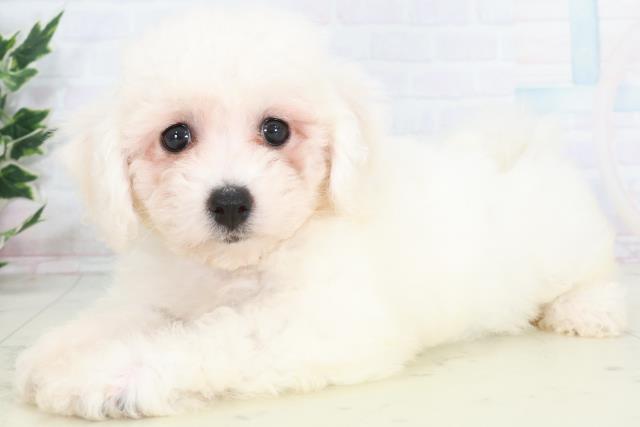 福岡県のビションフリーゼ (Coo&RIKU福岡西店/2025年9月20日生まれ/女の子/ホワイト)の子犬の3枚目の画像